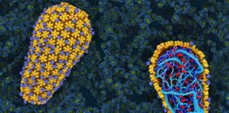 Revelan una nueva vulnerabilidad del VIH que podría ser objeto de fármacos