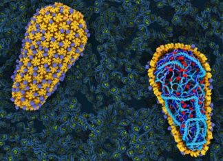 Revelan una nueva vulnerabilidad del VIH que podría ser objeto de fármacos