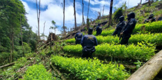 Autoridades hondureñas informan la erradicación de 1 millón 550 mil arbustos de coca en últimos años