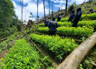Autoridades hondureñas informan la erradicación de 1 millón 550 mil arbustos de coca en últimos años