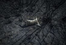 El cambio climático puede acabar con la humanidad, alertan expertos