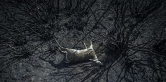 El cambio climático puede acabar con la humanidad, alertan expertos