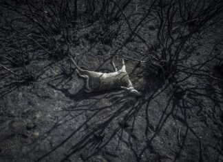 El cambio climático puede acabar con la humanidad, alertan expertos