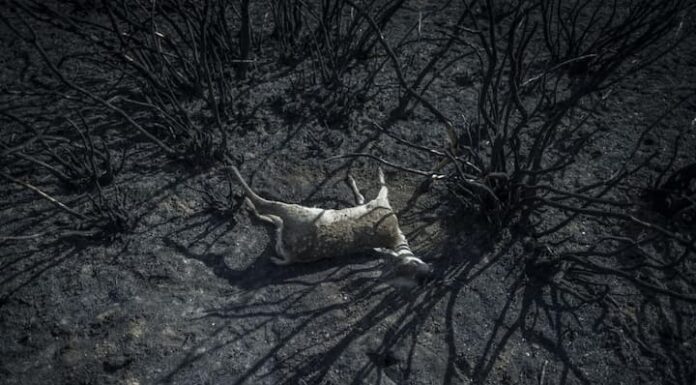 El cambio climático puede acabar con la humanidad, alertan expertos