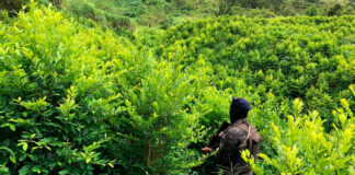 Honduras reporta la erradicación de 1.6 millones de arbustos de coca y seis narcolaboratorios