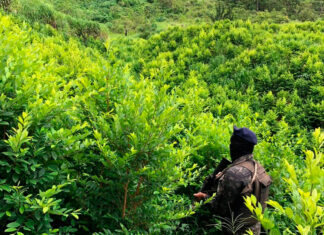Honduras reporta la erradicación de 1.6 millones de arbustos de coca y seis narcolaboratorios