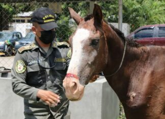 Alcalde de SPS, Roberto Contreras rescató a un caballo que era maltratado por su dueño