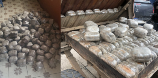 Detienen a un ciudadano que transportaba 207 libras de marihuana en Lepaguare, Olancho
