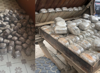 Detienen a un ciudadano que transportaba 207 libras de marihuana en Lepaguare, Olancho
