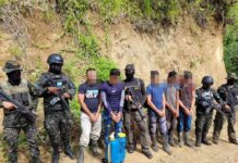 Capturan a cinco personas en una plantación de 19 mil arbustos de marihuana en Colón