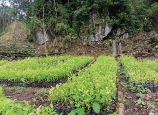 Aseguran plantaciones de coca en una zona protegida de Olancho