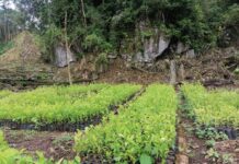 Erradican unas 10 manzanas de arbustos de coca en Colón en una zona colindante con la biósfera del Río Plátano