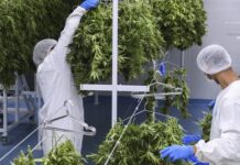 Cannabis medicinal: una industria que florece en Uruguay