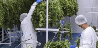 Cannabis medicinal: una industria que florece en Uruguay