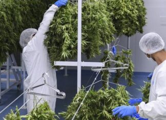 Cannabis medicinal: una industria que florece en Uruguay