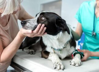 Una misteriosa enfermedad está matando a los perros en Estados Unidos