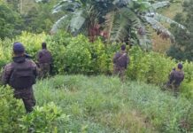 Erradican 1.6 millones de arbustos de coca y seis narcolaboratorios, en Colón