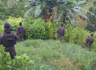 Erradican 1.6 millones de arbustos de coca y seis narcolaboratorios, en Colón