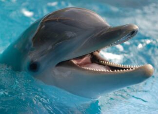 Los delfines crean grandes alianzas como los humanos