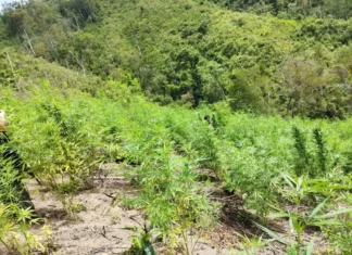 Fuerzas Armadas aseguran más plantaciones de marihuana en Colón