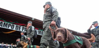 El escuadrón canino de la DLCN listo está listo para trabajar en el control de drogas en el aeropuerto de Palmerola
