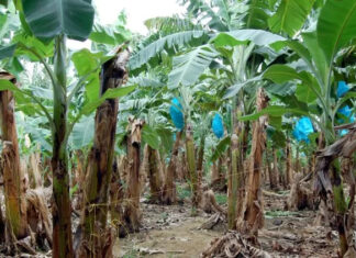 Continúa el cierre de fincas bananeras en el Valle de Sula