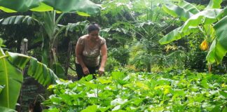 Unas 300 mil familias campesinas están sin tierras en Honduras, según el subdirector del INA