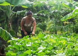 Unas 300 mil familias campesinas están sin tierras en Honduras, según el subdirector del INA
