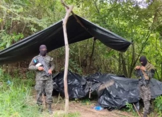 Aseguran plantaciones de marihuana y estructura de secado en Tocoa, Colón