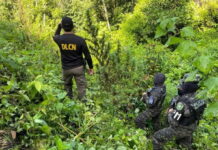 Aseguran una nueva plantación de marihuana en Tocoa, Colón