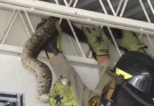 Encuentran una serpiente boa en un comercio en el Distrito Central