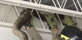 Encuentran una serpiente boa en un comercio en el Distrito Central