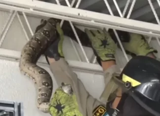 Encuentran una serpiente boa en un comercio en el Distrito Central