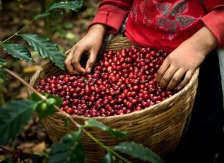 Países de América Latina y el Caribe debatirán en Honduras la situación de la caficultura