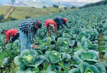 IICA y Argentina profundizan asistencia técnica agrícola para Centroamérica