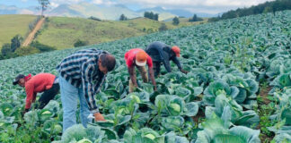 IICA y Argentina profundizan asistencia técnica agrícola para Centroamérica