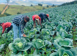 IICA y Argentina profundizan asistencia técnica agrícola para Centroamérica