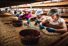 Exportaciones de café hondureño suben 4%, pero ingresos bajan un 12% en 7 meses de cosecha