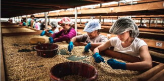 Exportaciones de café hondureño suben 4%, pero ingresos bajan un 12% en 7 meses de cosecha