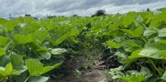 Las lluvias registradas en Honduras dejan pérdidas del 30, 50 y 70 % en el cultivo de frijoles