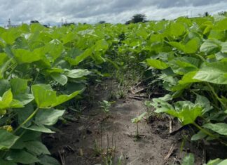 Las lluvias registradas en Honduras dejan pérdidas del 30, 50 y 70 % en el cultivo de frijoles