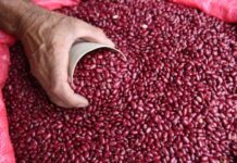 Productores de frijoles y el Gobierno no logran llegar a acuerdos en el precio de garantía