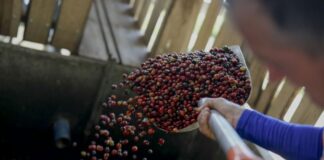 Con café, cacao, maíz y frijol, Honduras buscará atraer inversiones en un foro internacional