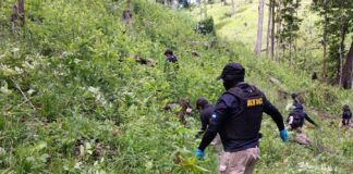 Erradican más de 2.5 manzanas de plantaciones de hoja de coca en una aldea de Olancho