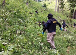 Erradican más de 2.5 manzanas de plantaciones de hoja de coca en una aldea de Olancho