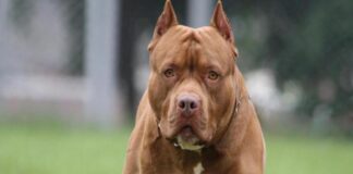 Cuatro menores resultan heridos por mordedura de perro pitbull en Santa Rosa de Copán