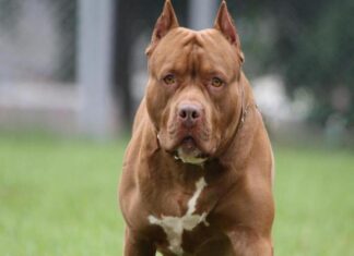 Cuatro menores resultan heridos por mordedura de perro pitbull en Santa Rosa de Copán