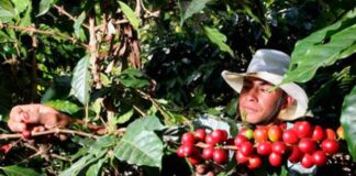 Honduras obtiene 1.414 millones de dólares por ventas de café en ciclo actual