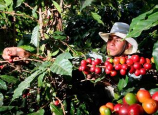 Honduras obtiene 1.414 millones de dólares por ventas de café en ciclo actual