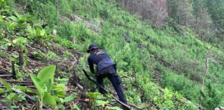 La Policía Nacional asegura cuatro manzanas de tierra con al menos 78 mil arbustos de marihuana en Olancho